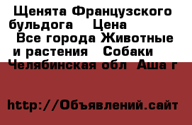 Щенята Французского бульдога. › Цена ­ 45 000 - Все города Животные и растения » Собаки   . Челябинская обл.,Аша г.